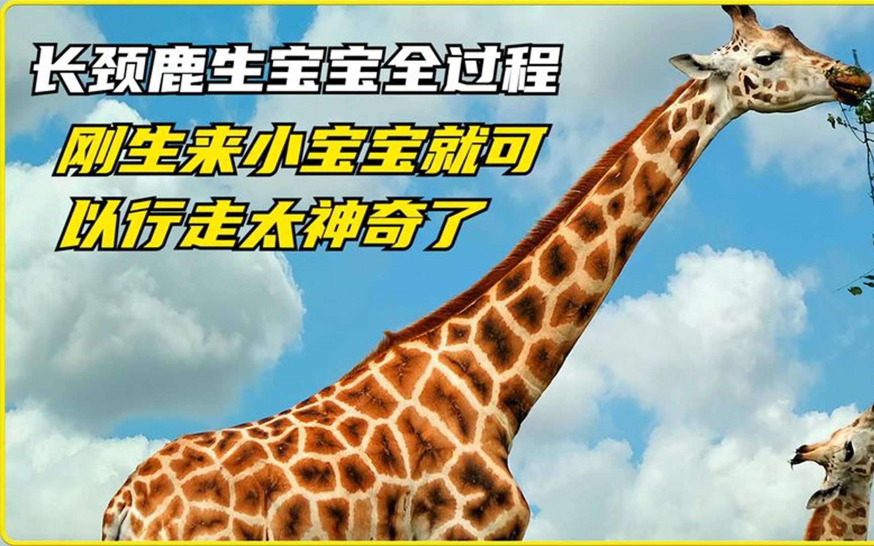 长颈鹿生宝宝全过程宝宝瘦小的体型片刻后便站立起来了