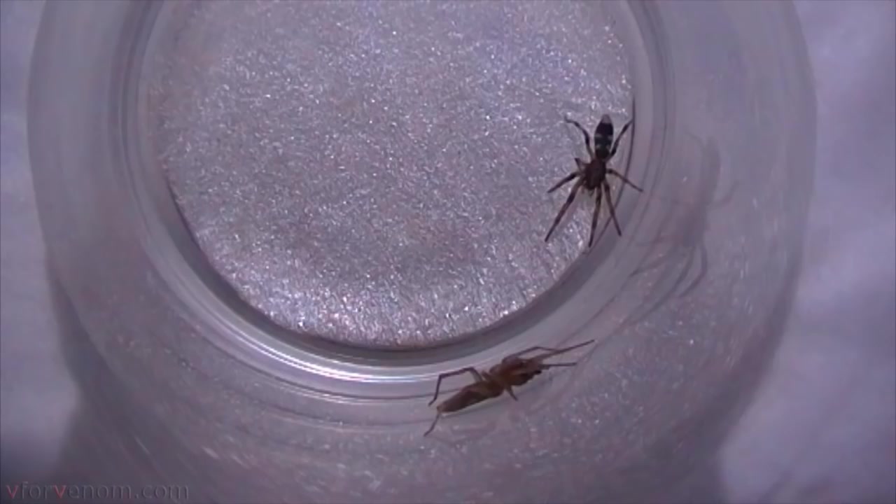 youtube管巢蛛vs白尾毒蛛