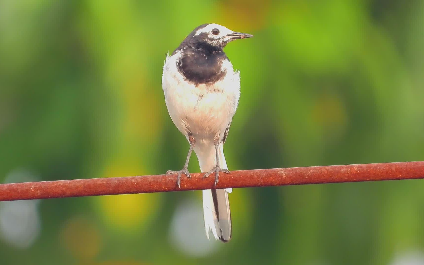 四喜鸟叫声,白鹡鸰叫声