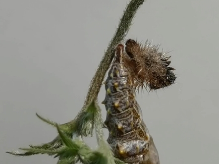 恐虫勿入 黄钩蛱蝶化蛹