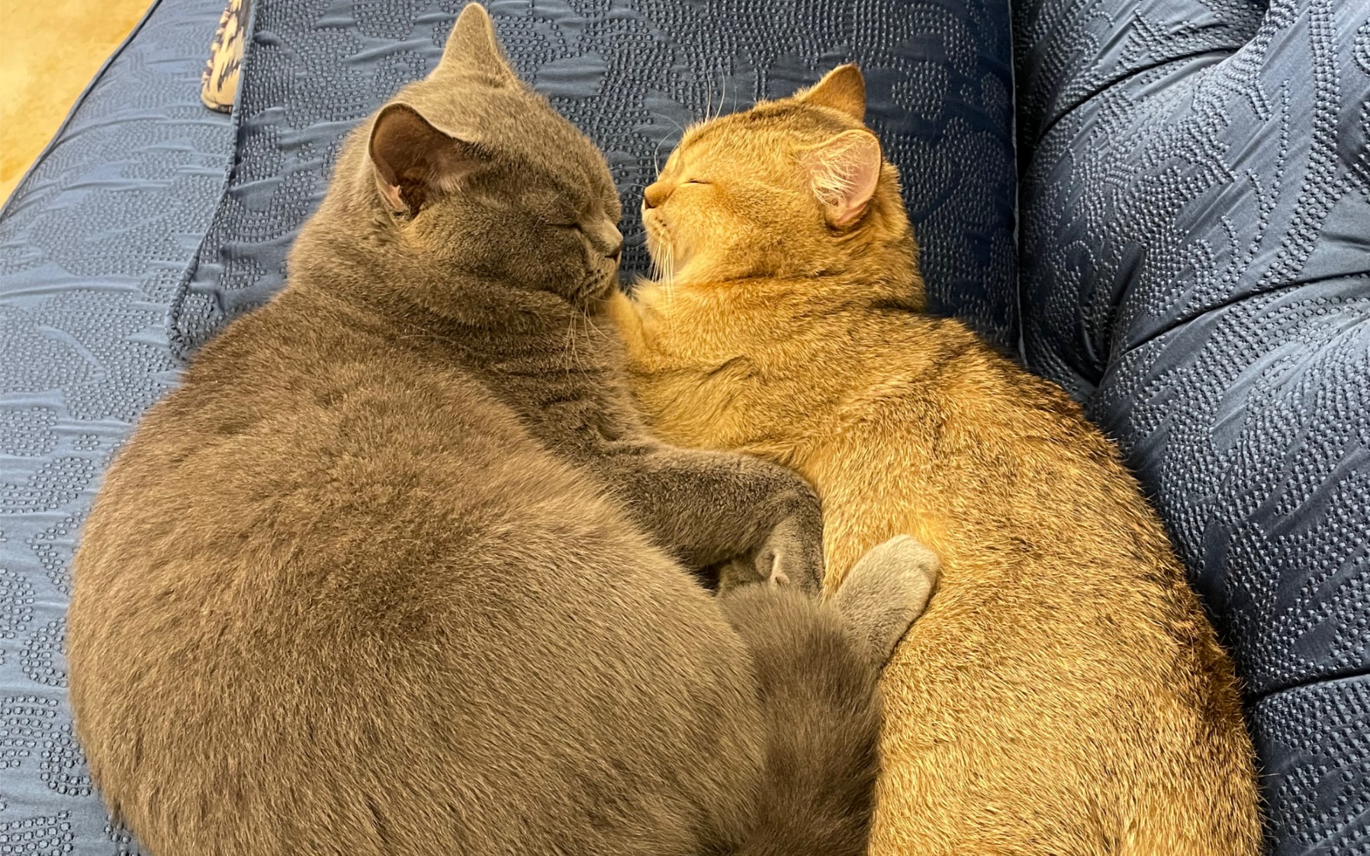 活动作品两只猫猪抱在一起睡觉打呼噜