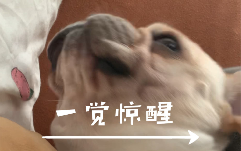 掀开被子,这是啥姿势?!哔哩哔哩bilibili