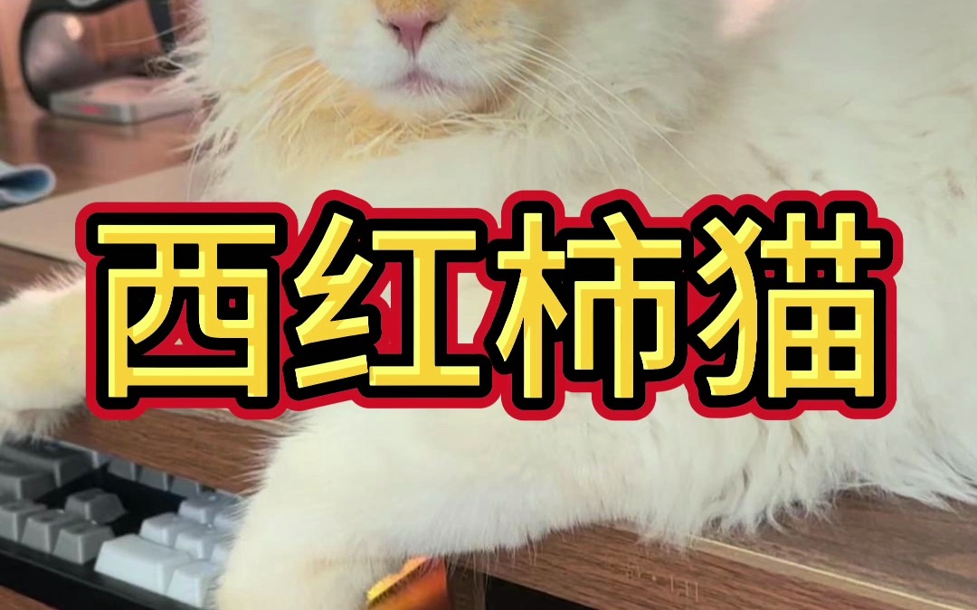 西红柿猫