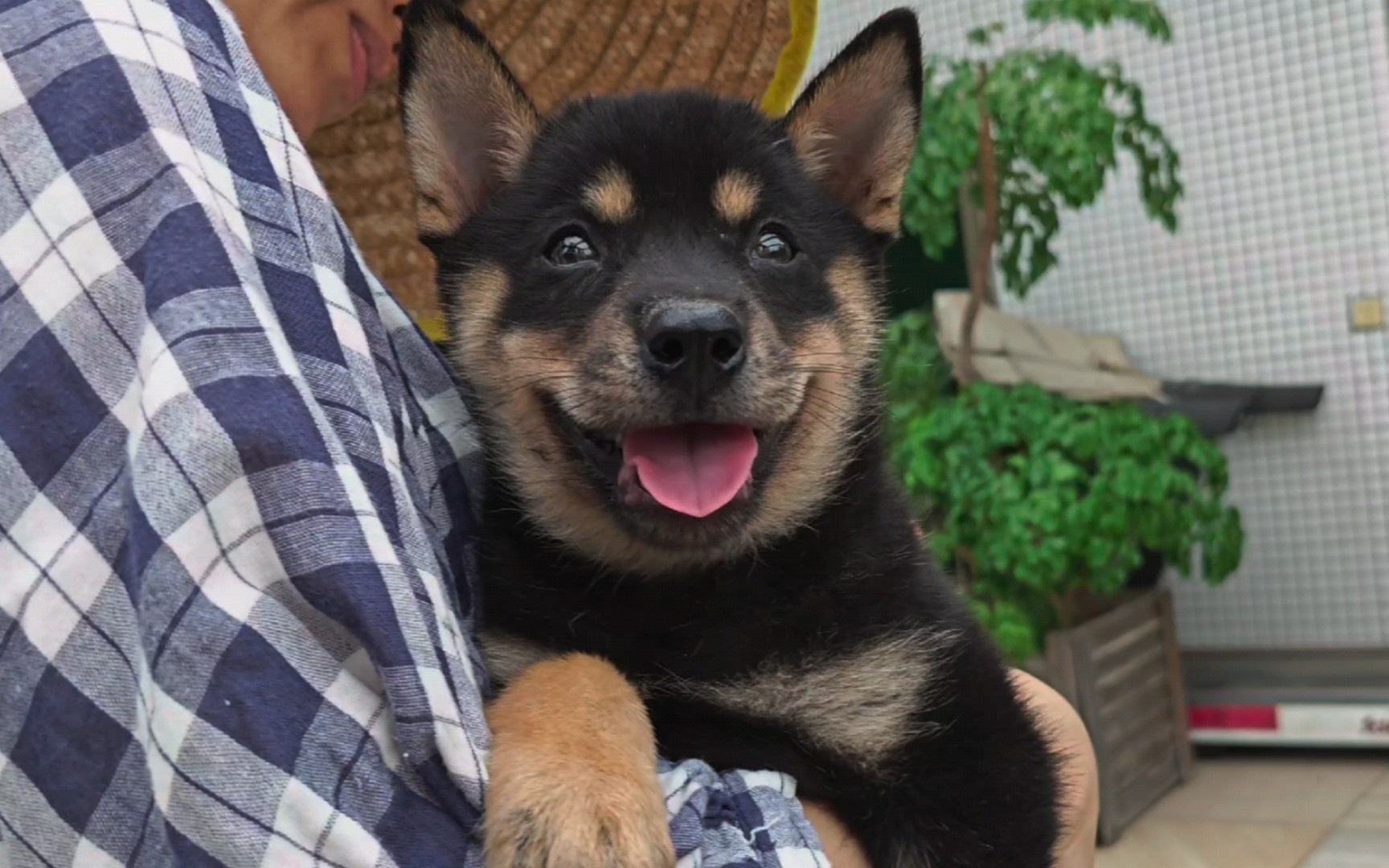一只漂亮的四眼铁包金土狗妹妹,温顺听话伴侣犬.