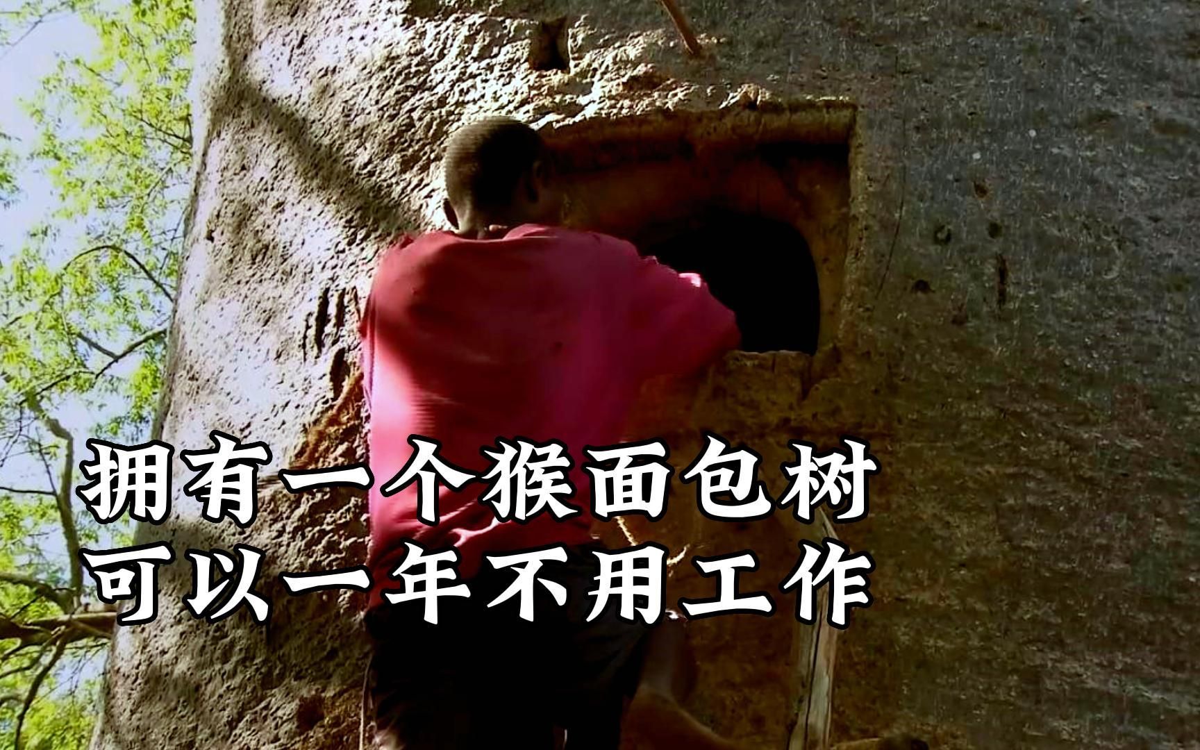 这里的大树可以取水,而拥有一个猴面包树,就可以一年不用工作!