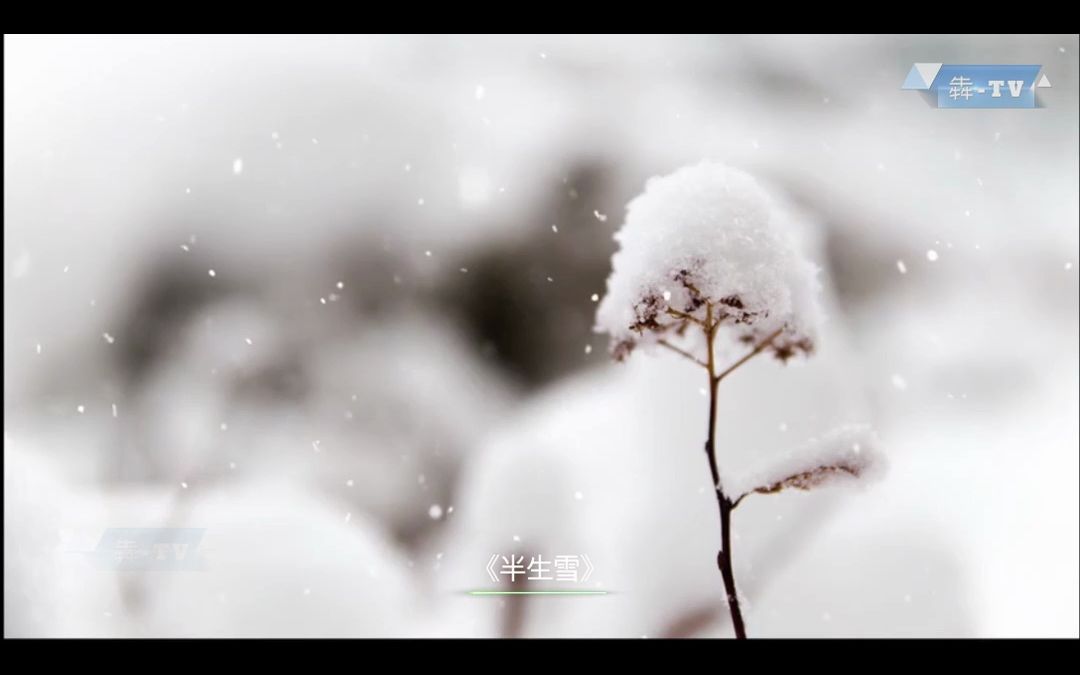 《半生雪 - 學生版》經典老歌mv