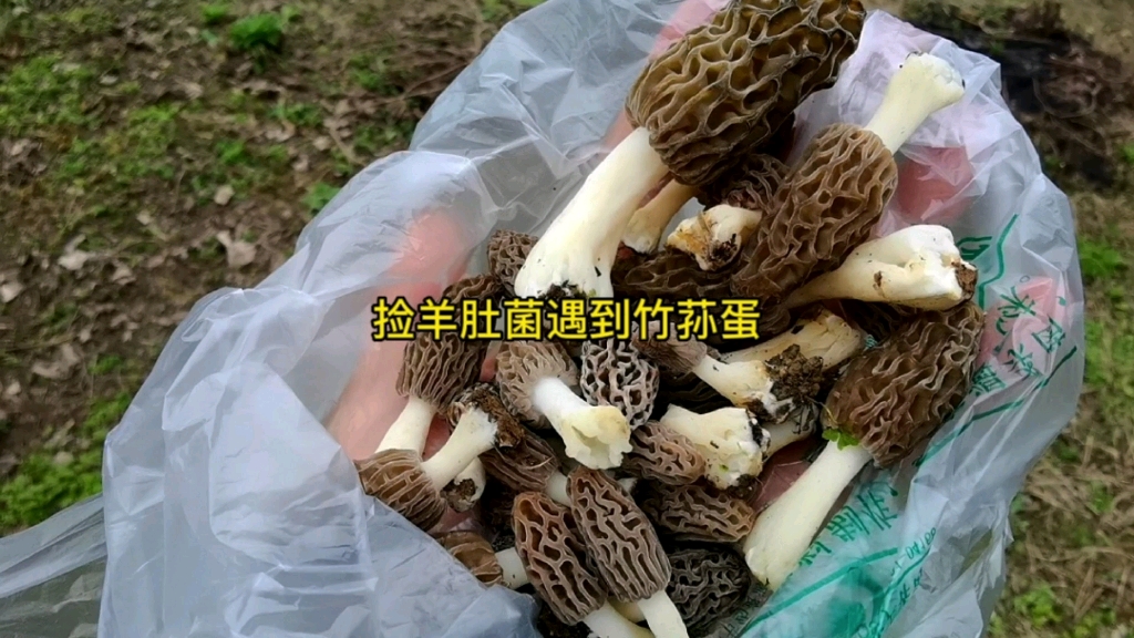 捡羊肚菌碰见竹荪蛋哔哩哔哩bilibili