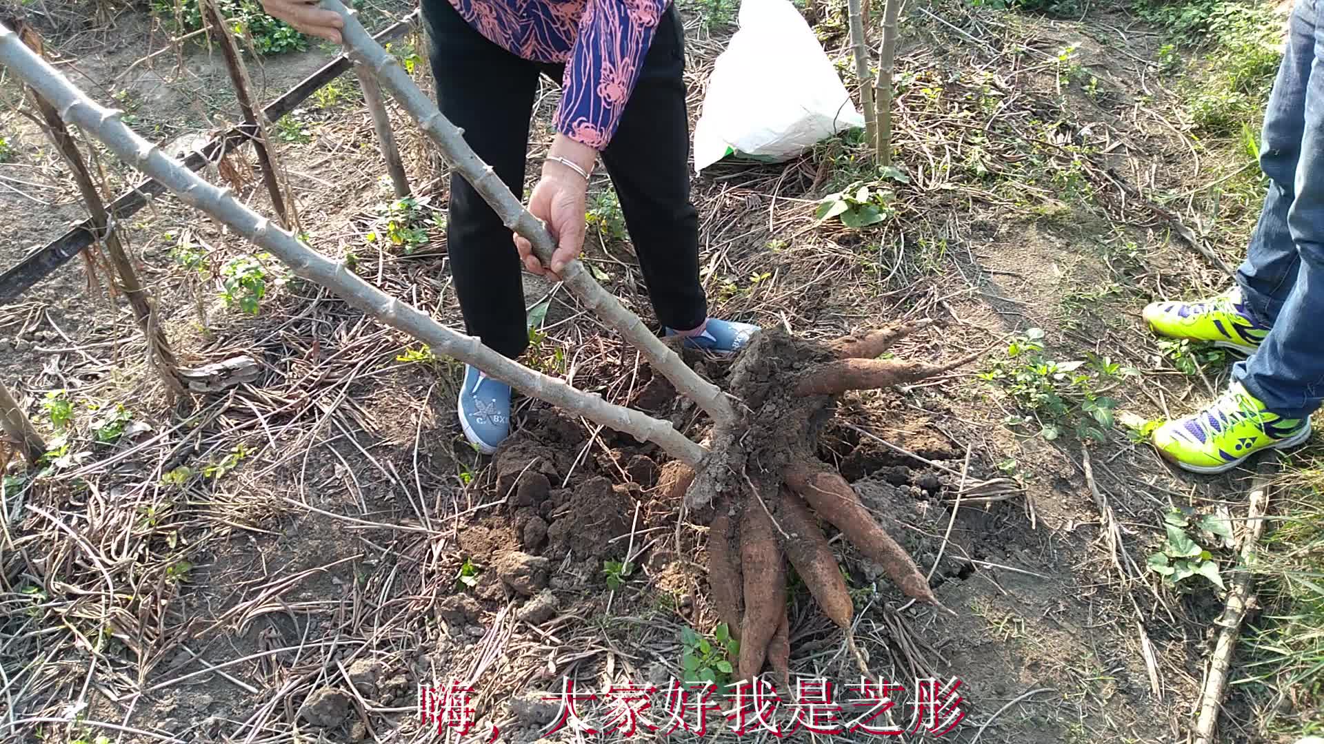 木薯有毒,应该怎么做才能去毒哔哩哔哩bilibili