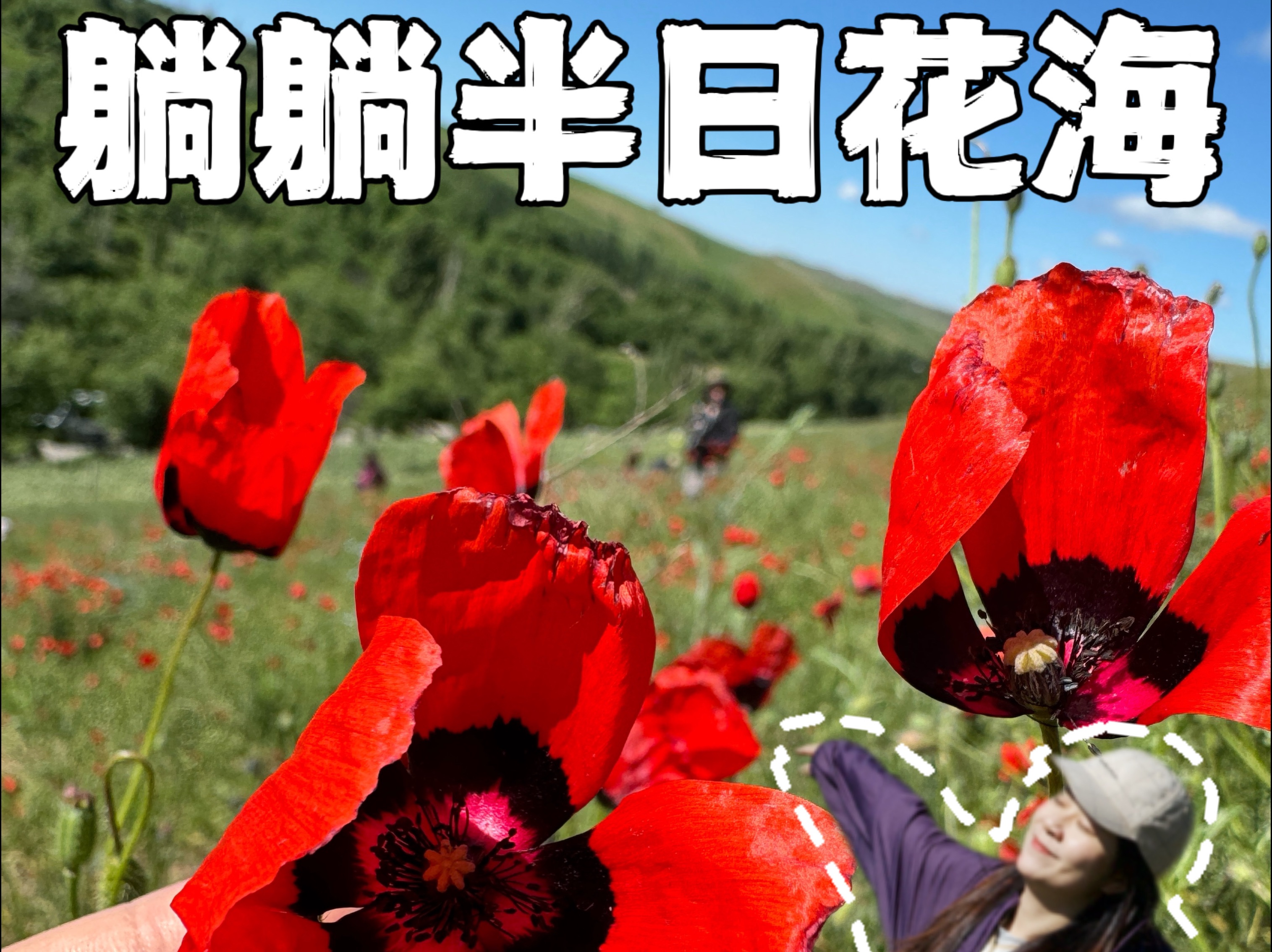 新疆追花|只开半天,野花漫开的生命力哔哩哔哩bilibili