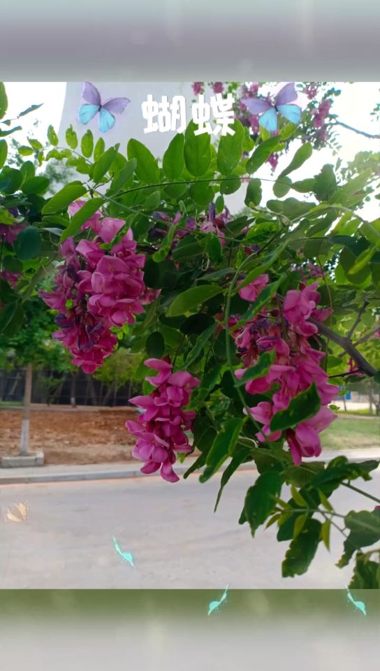 漂亮的紫槐