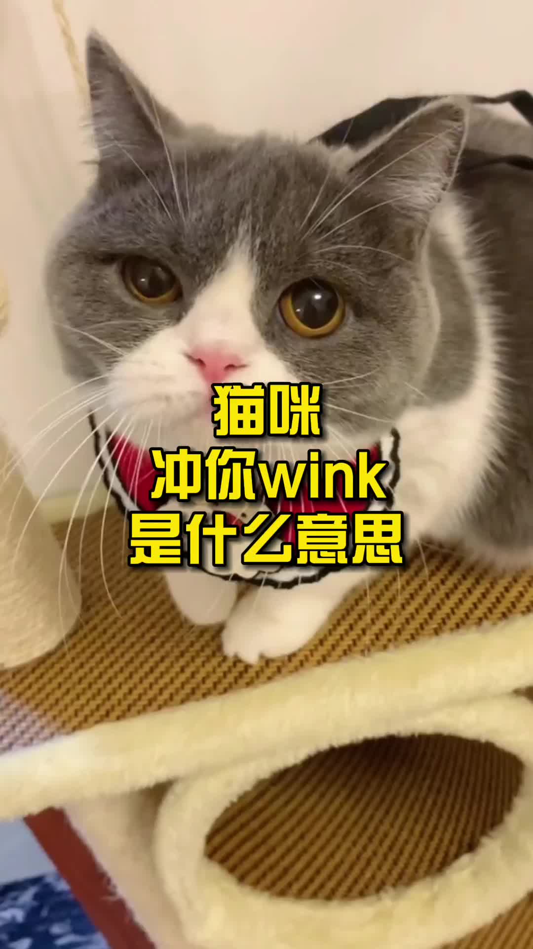 猫咪冲你wink是什么意思?哔哩哔哩bilibili