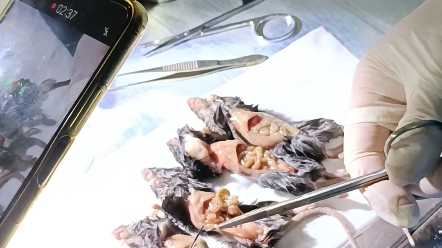 小鼠输卵管与卵巢壶腹部摘取,小鼠雌鼠卵子获取.