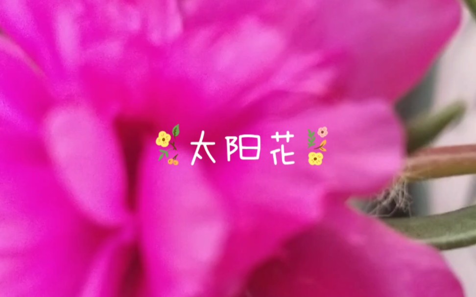 秋天阳台上的盆栽植物花哔哩哔哩bilibili