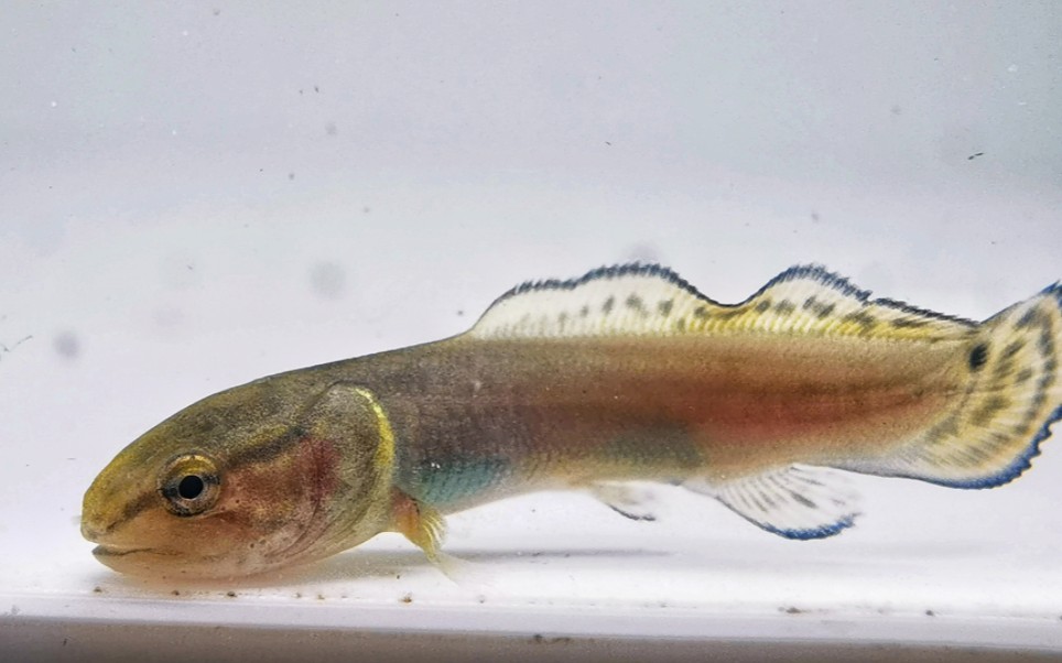 弓鳍鱼(amia calva)