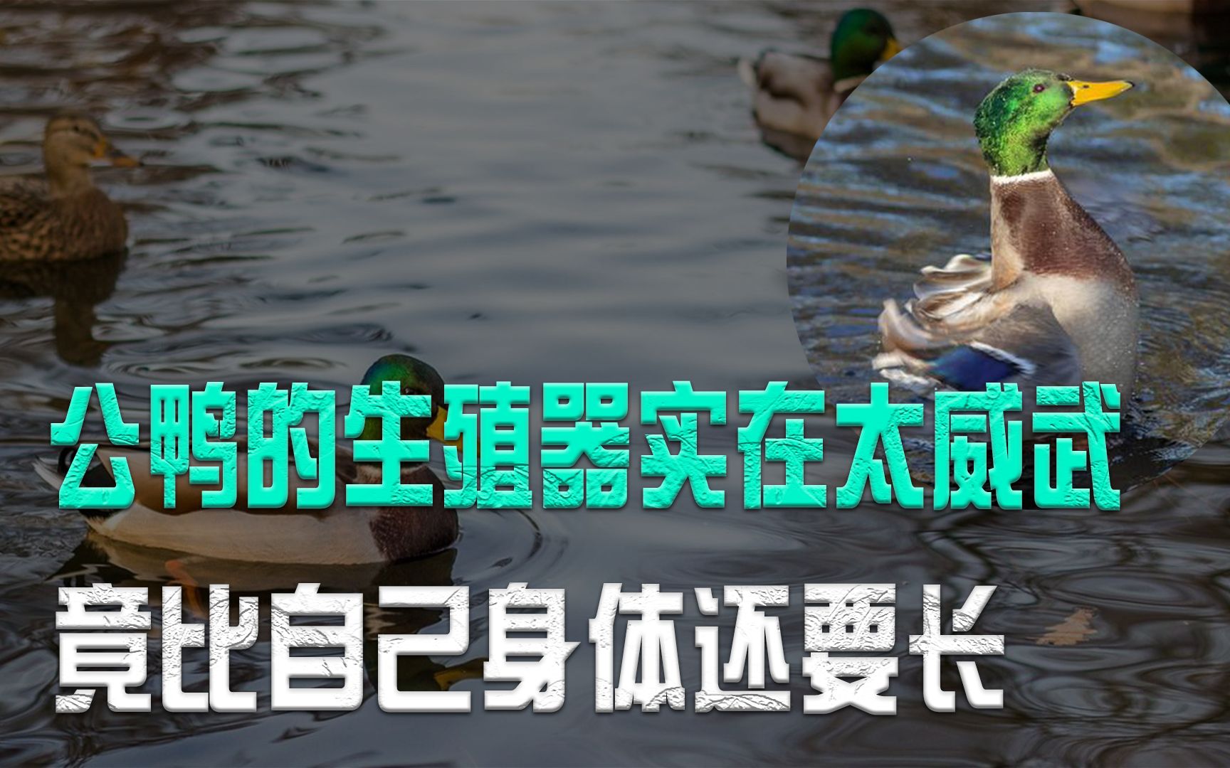 公鸭的生殖器实在太威武,竟比身体还要长,生殖器越长母鸭越喜欢哔哩哔哩bilibili