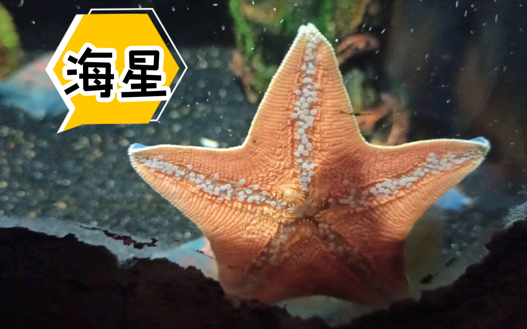【海星】翻沙海燕!