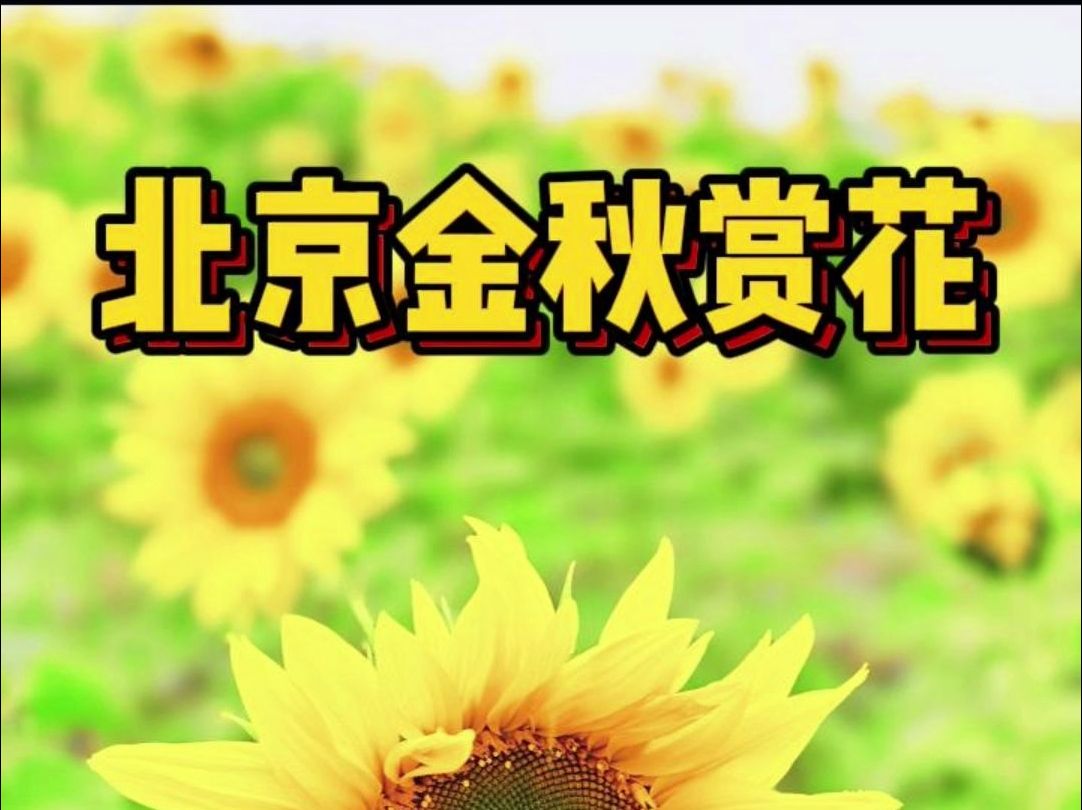 北京金秋赏花——温榆河公园向日葵花海哔哩哔哩bilibili