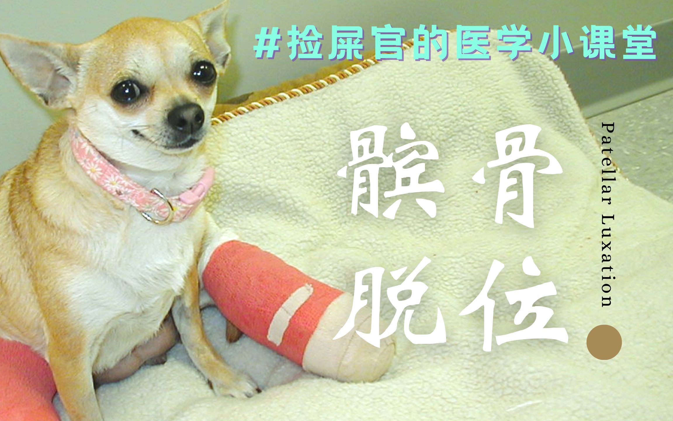 【兽医小小康】犬猫髌骨脱位超详细讲解!哔哩哔哩bilibili