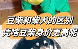 Download Video: 豆柴和柴犬的区别？凭啥豆柴身价更高呢？