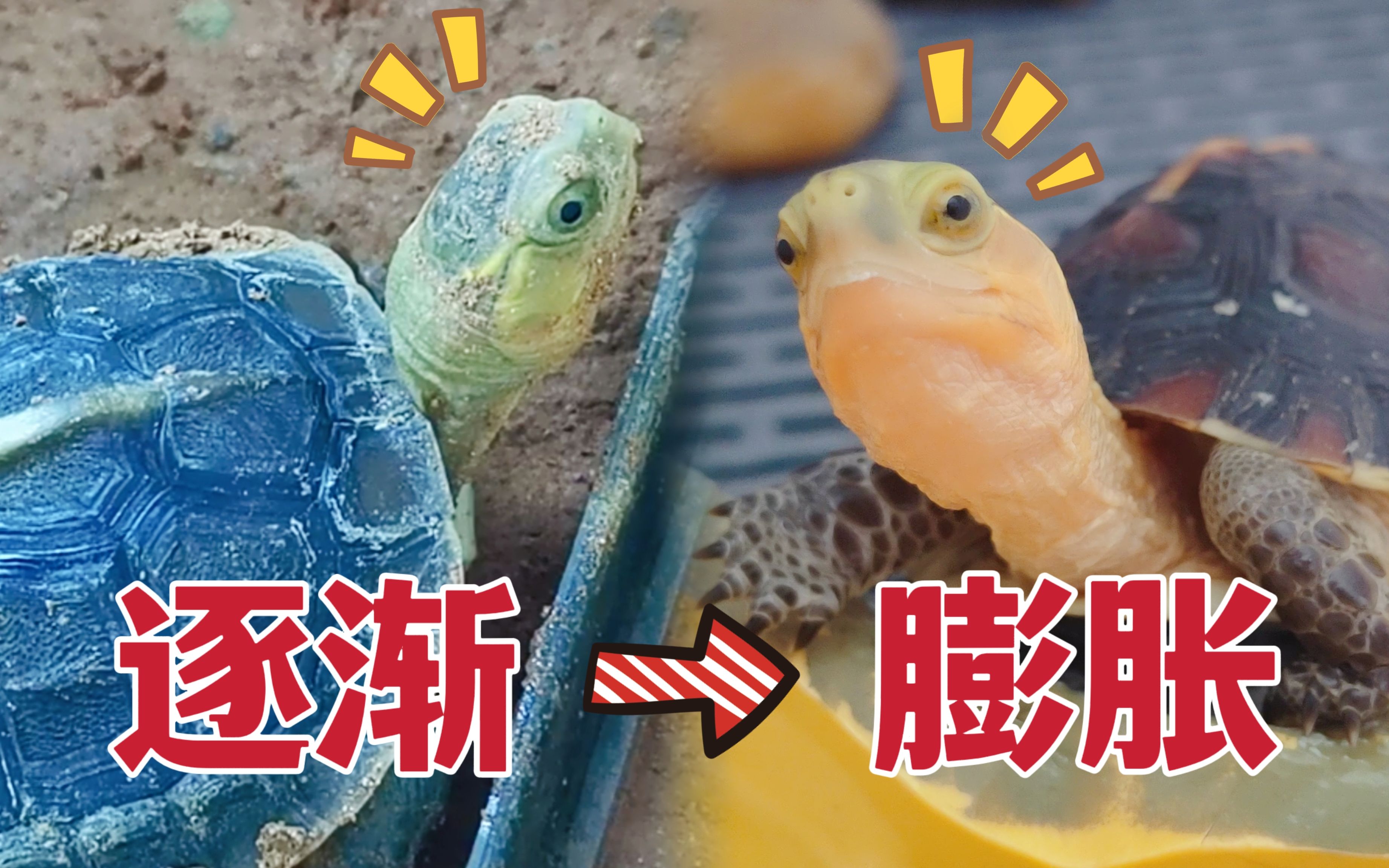 养了快4年的龟，居然开始和主人摆谱了？-Sun苏暖-Sun苏暖-哔哩哔哩视频
