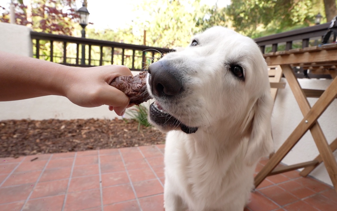 小金毛护食测试!_哔哩哔哩_bilibili