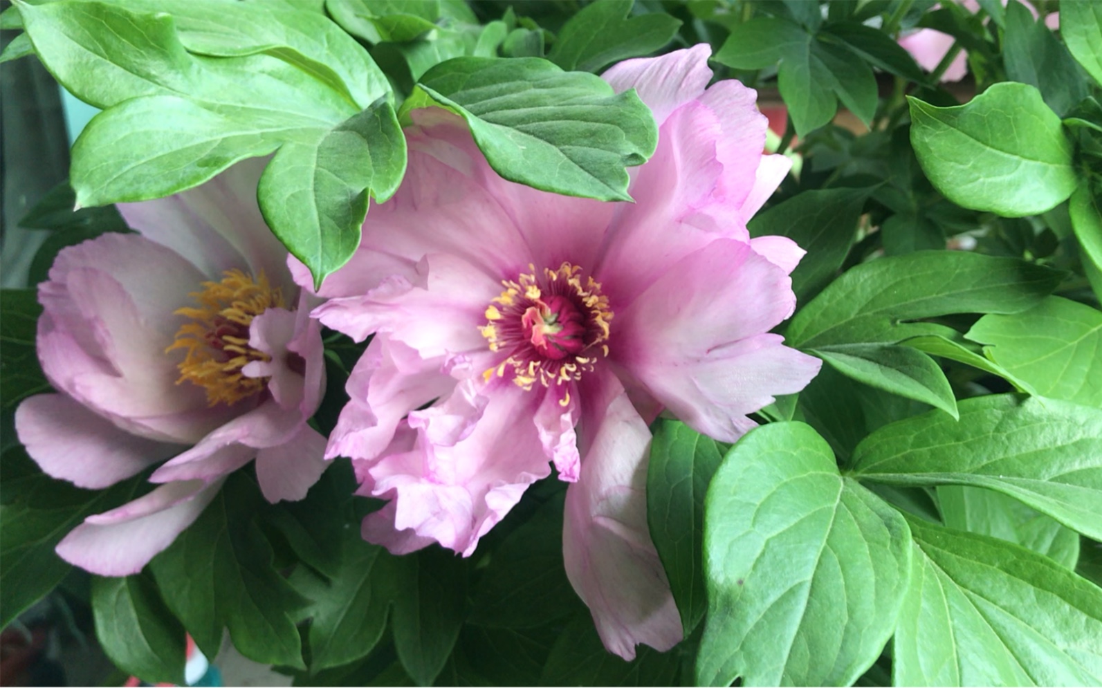 伊藤芍药-初心 03