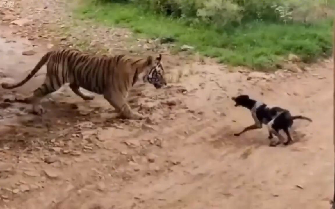 狗子挑衅老虎,老虎直接将它咬死,狮子面对叫嚣的狗子却无动于衷
