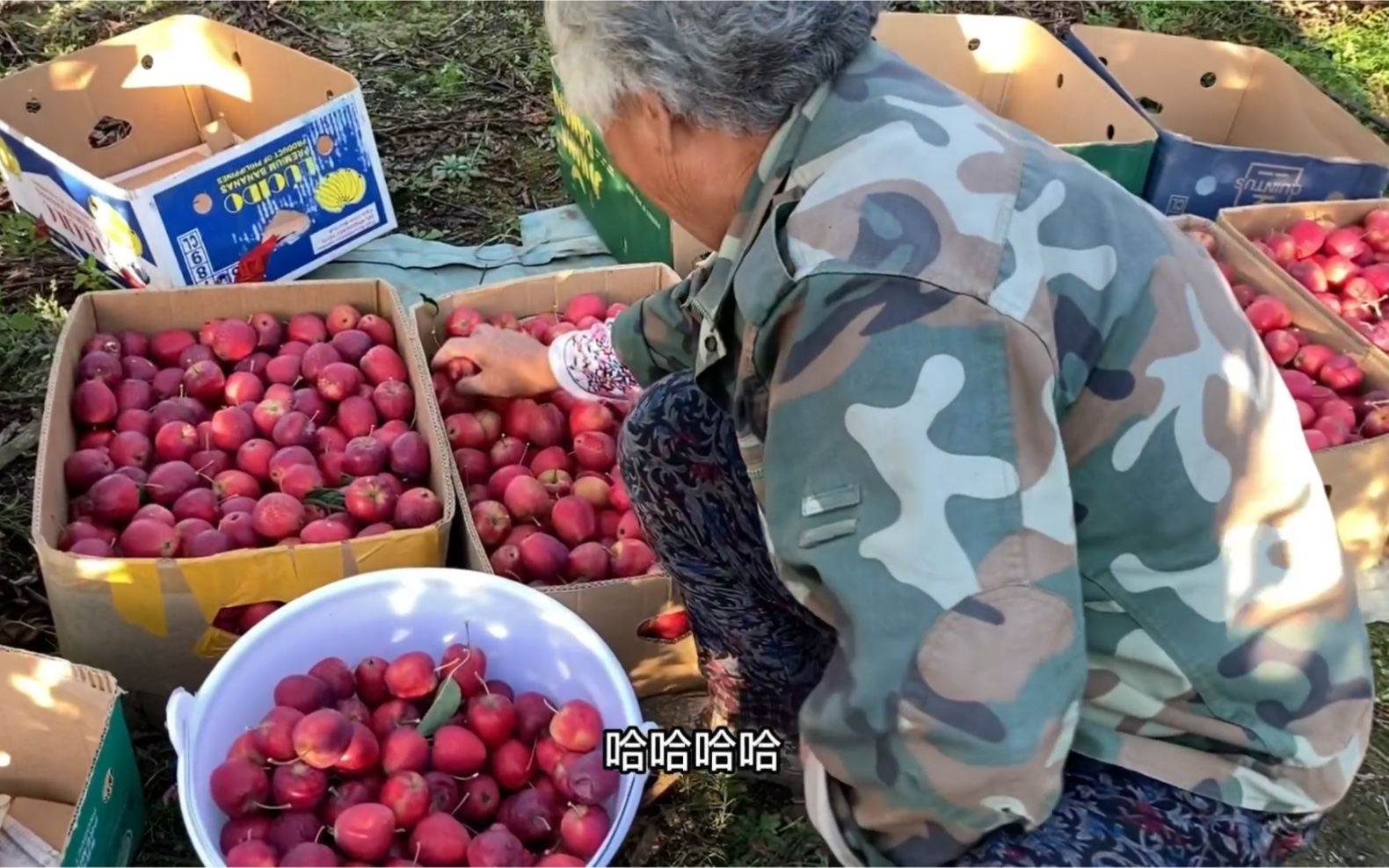 [图]70岁老人种了几千颗果树，到老人的果园收鸡心果！老人很高兴