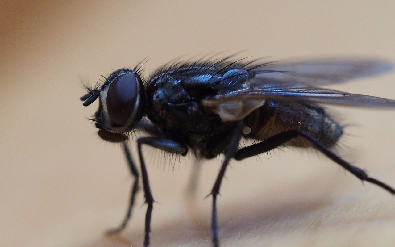 为什么苍蝇总是喜欢不断地搓小脚丫?