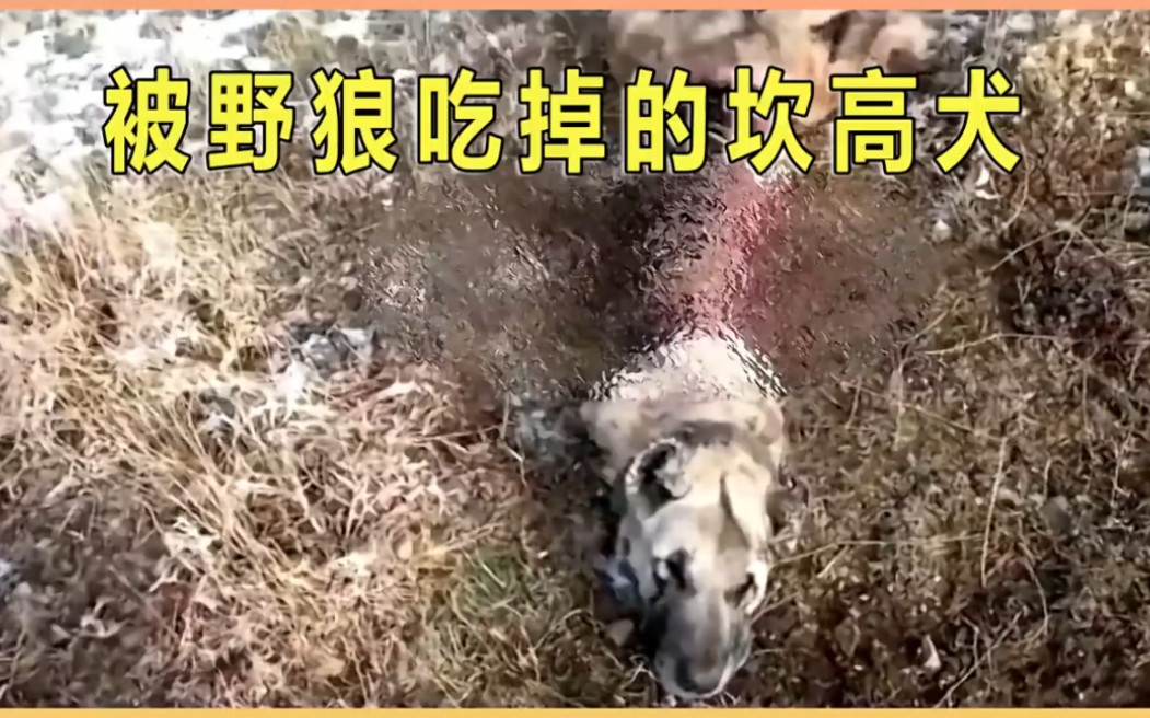 [图]为死去的坎高犬报仇 牧羊人联合多条坎高犬去报仇 【上集】