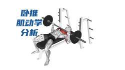 卧推肌动学分析 - 哔哩哔哩