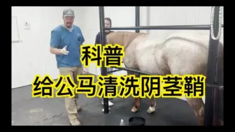 Download Video: 科普：给公马清洗阴茎鞘（sheath）