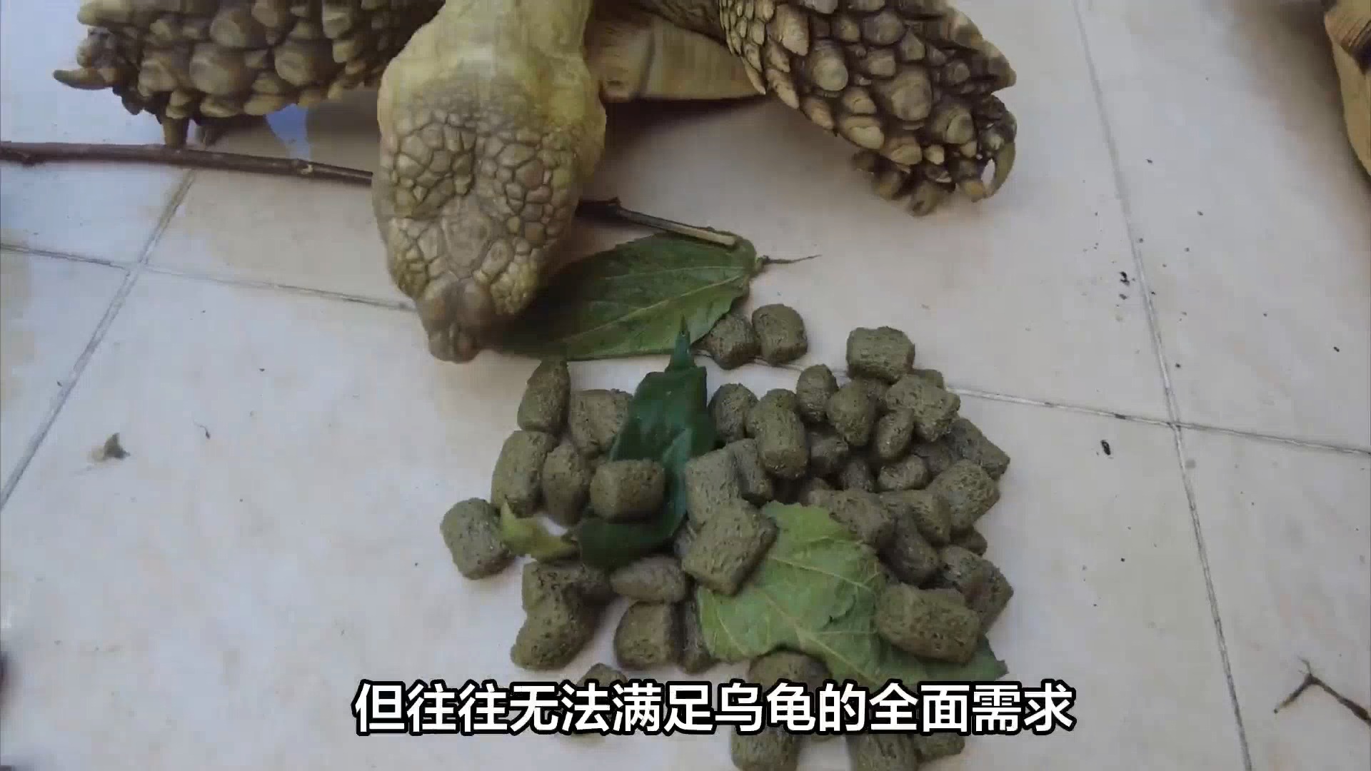 乌龟只吃龟粮?后果可能比你想的更严重!