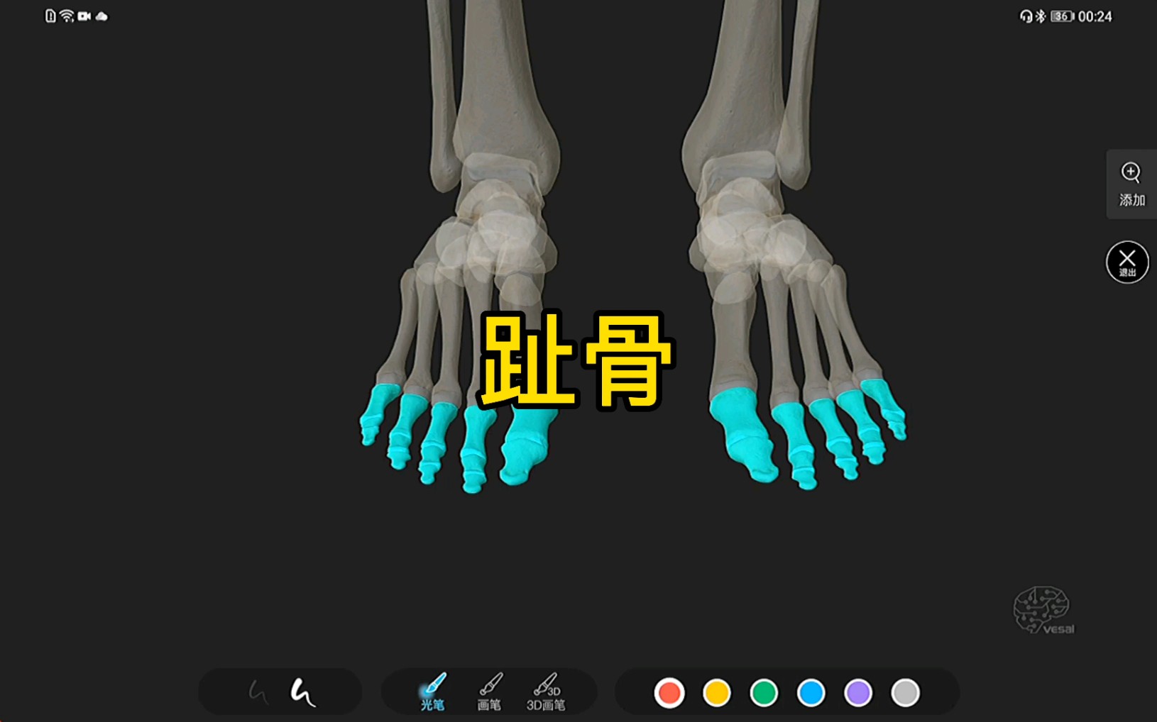 趾骨的3d解剖