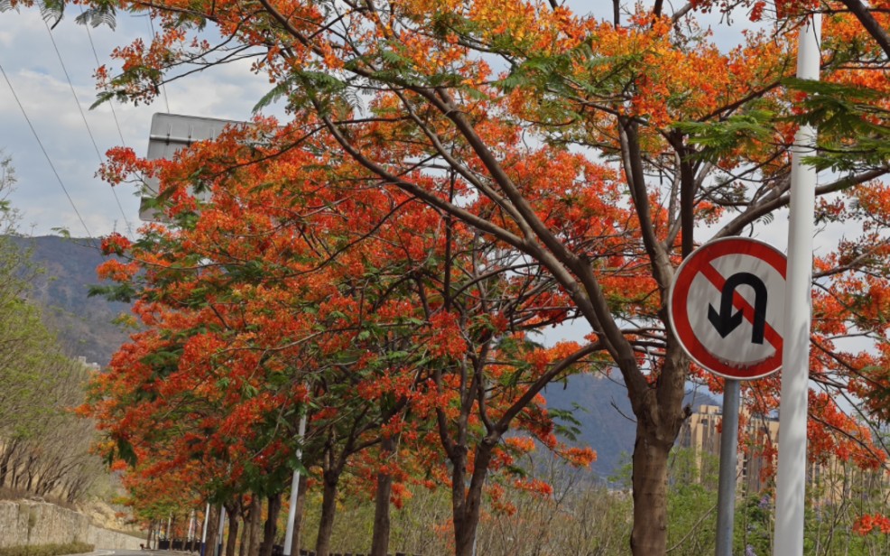 攀枝花西佛寺图片