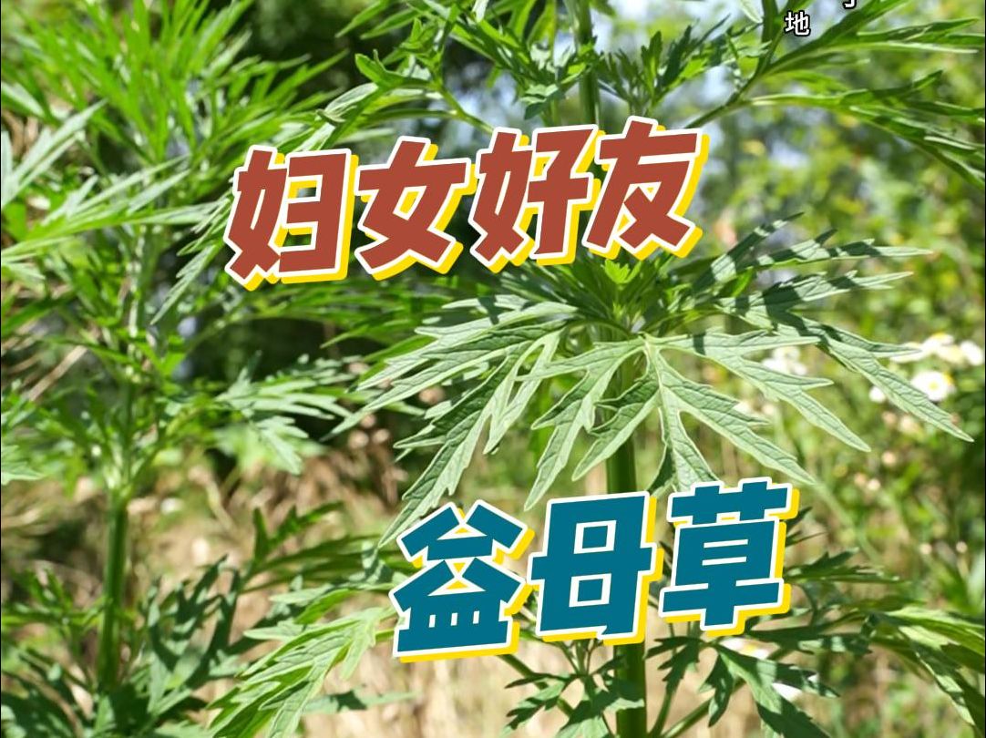 益母草未开花时和艾草很像,你知道怎么区分吗?哔哩哔哩bilibili