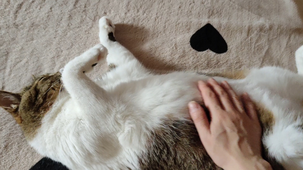 猫老爷说叫我给它捏捏腿