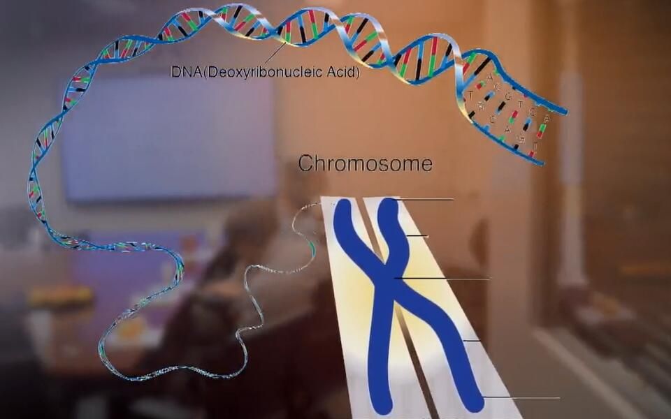 DNA双链修复&概率学的通用接链(2019生物学奖&数学奖)哔哩哔哩bilibili