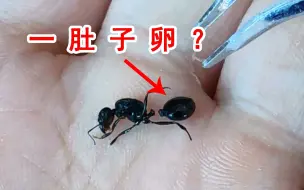 下载视频: 剖开蚁后的大肚子，里面全是蚂蚁卵吗？