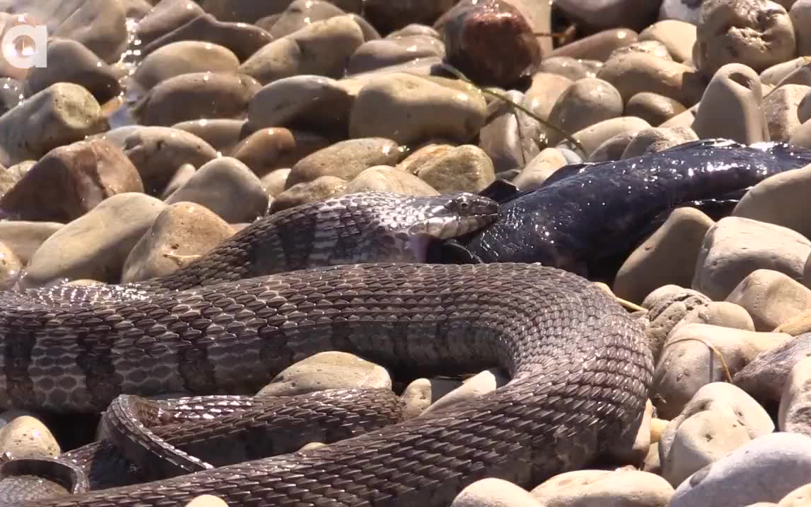 【brave wilderness】水蛇吃一个超大的虾虎鱼