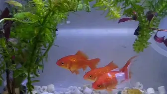 草金 哔哩哔哩 Bilibili