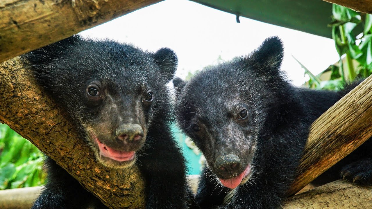 [图]BBC地球 Orphan Moon Bears Stolen From Sanctuary | Bears About The House | BBC Ea