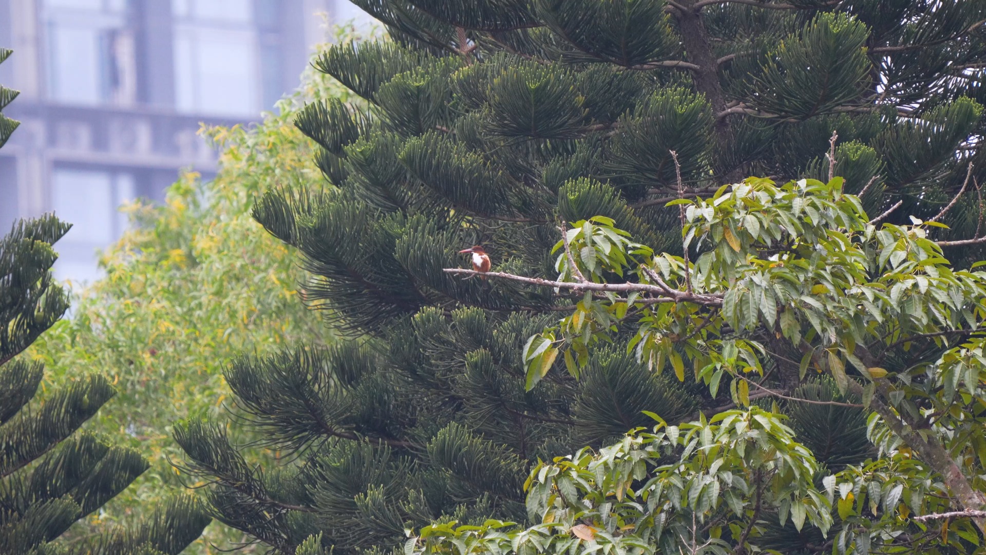 白莲洞公园白胸翡翠!白莲洞公园白胸翡翠!白莲洞公园白胸翡翠!