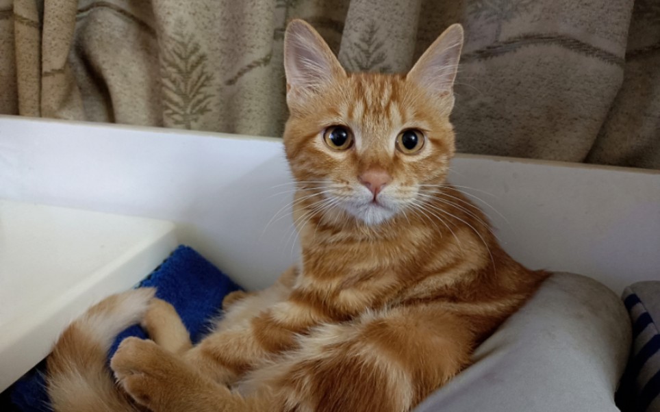 玩水的橘猫