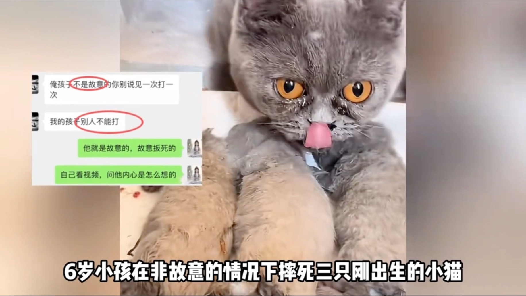 6岁男孩摔掐虐杀三只小猫？家长不管教还说他不是故意的