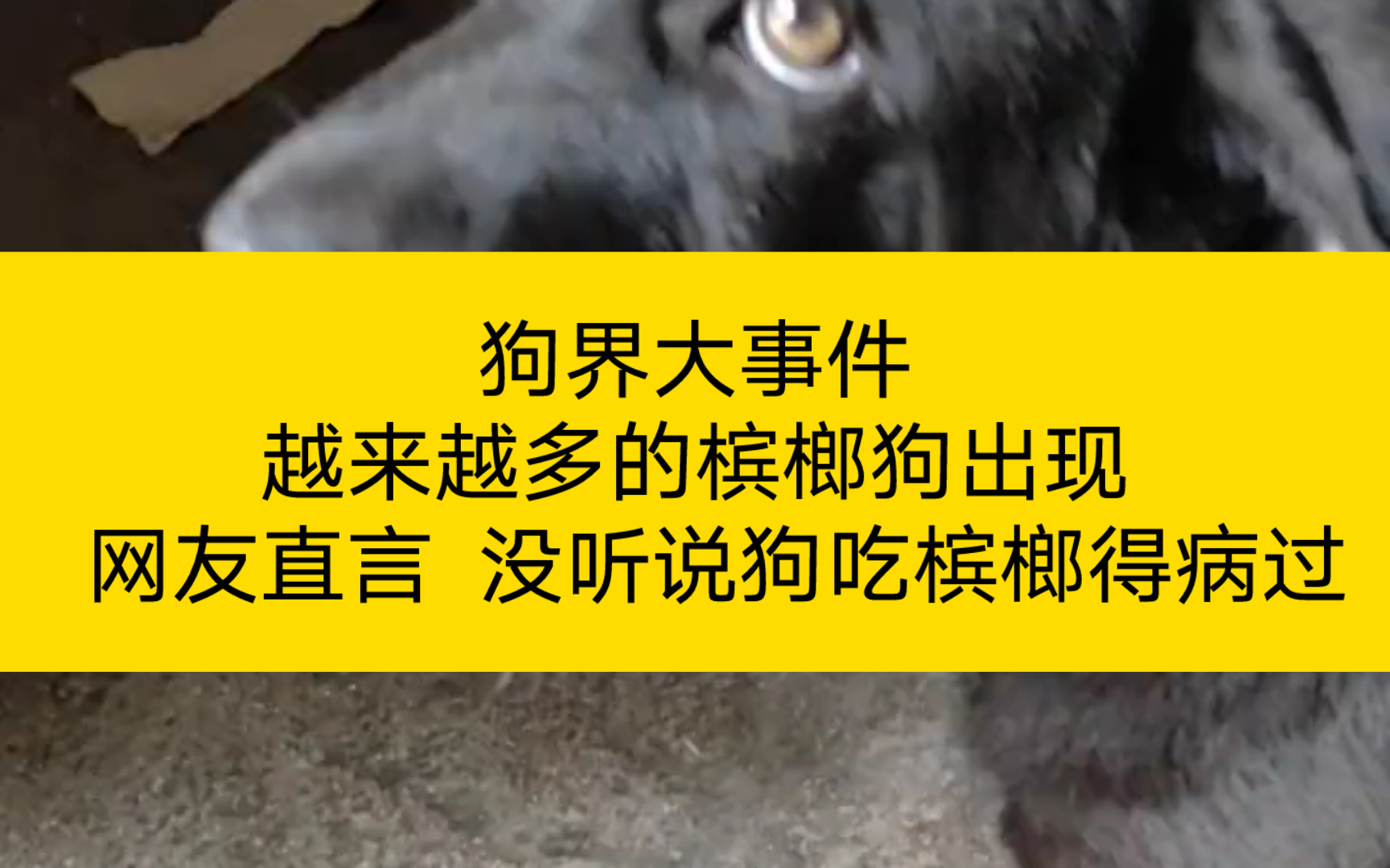 狗界大事件之越来越多的槟榔狗出现 网友直言 没听说狗吃槟榔得病过哔哩哔哩bilibili