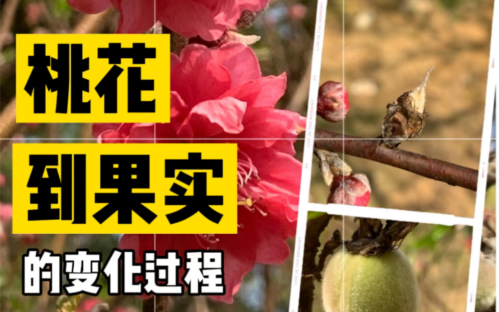 植物探索:桃花到果实的变化过程哔哩哔哩bilibili