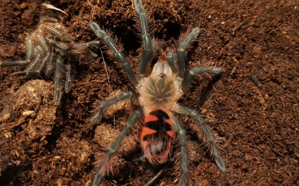 马查拉钢铁蓝(幼)喂食视频