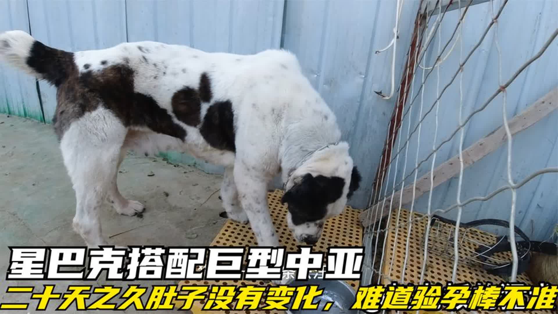 星巴克搭配巨型中亚,二十天之久肚子没有变化,难道验孕棒不准?