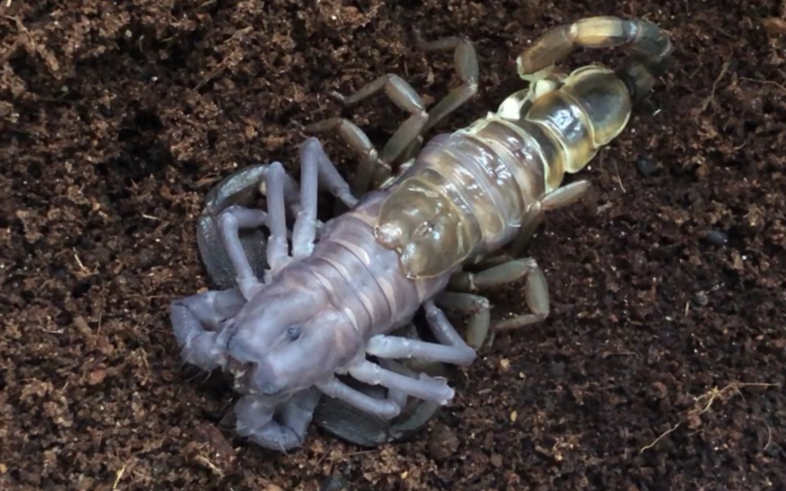 迈索尔雨林蝎蜕皮过程原速记录 6进7